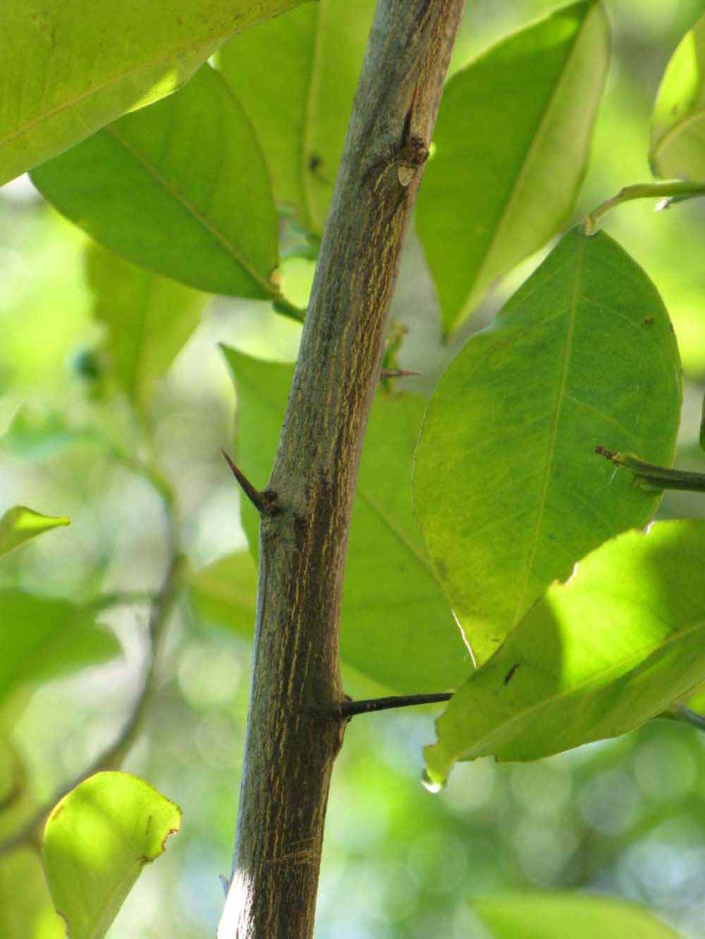              Second - third year twig (Winter Haven, FL)       